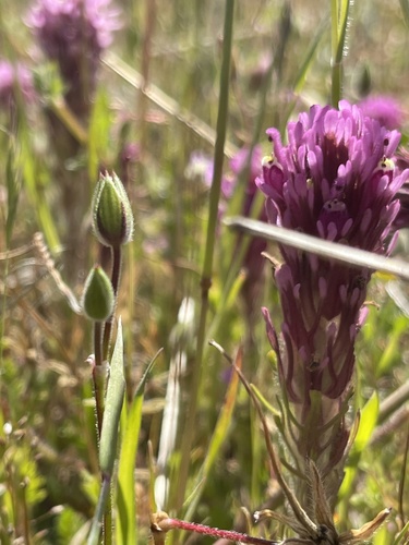 iNaturalist observation photo of purple owl's-clover