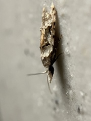 Metacosmesis laxeuta