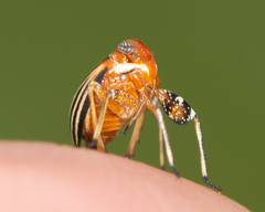 Phylloscelis atra