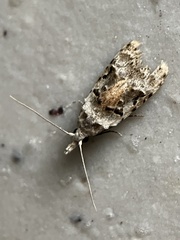 Metacosmesis laxeuta