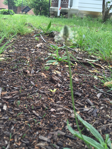 photo of Ribwort Plantain (Plantago lanceolata)