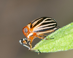 Phylloscelis atra