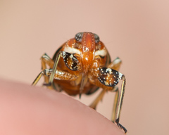 Phylloscelis atra