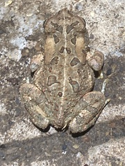 Anaxyrus fowleri