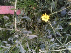 Brassiceae