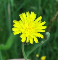 Pilosella piloselloides