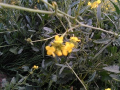 Brassiceae