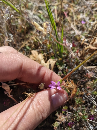 iNaturalist observation photo of Redstem Stork's-bill