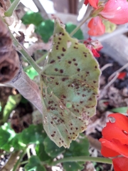Puccinia pelargonii-zonalis