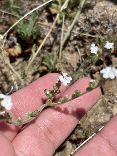 iNaturalist observation photo of Rusty Popcornflower