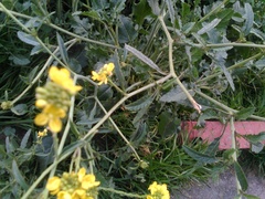 Brassiceae