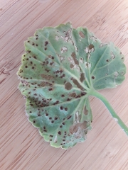 Puccinia pelargonii-zonalis