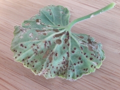 Puccinia pelargonii-zonalis
