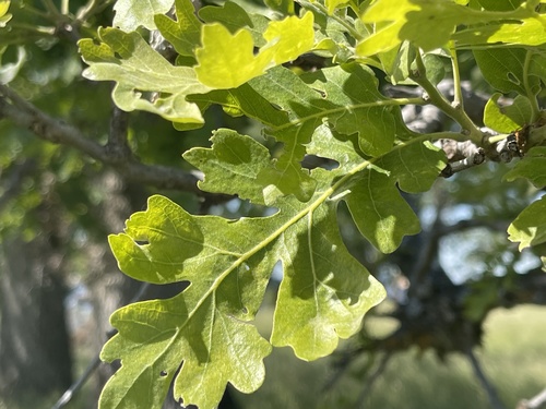 iNaturalist observation photo of valley oak