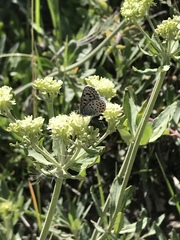 Euphilotes ancilla