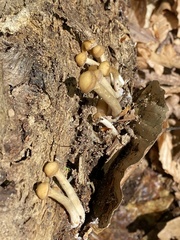 Kuehneromyces marginellus