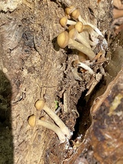 Kuehneromyces marginellus
