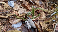 Lycopodium lagopus
