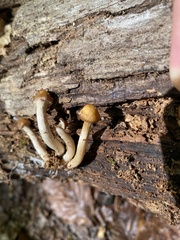 Kuehneromyces marginellus
