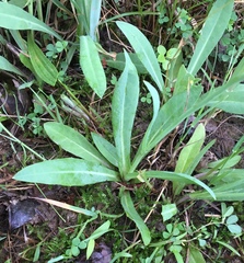 Pilosella piloselloides