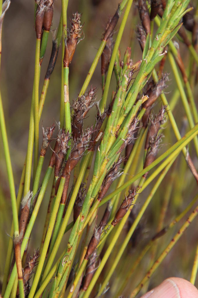 Pegstyle Reeds