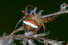 Araneus miniatus