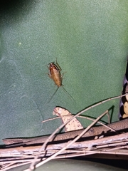 Latiblattella tarasca