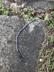 Cacophis harriettae