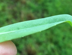 Pilosella piloselloides