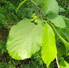 Fortunearia sinensis