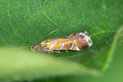 Strobisia proserpinella