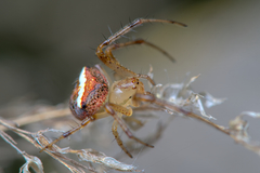 Araneus miniatus