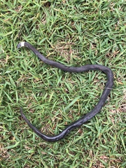 Cacophis harriettae
