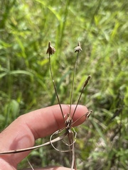 Cyperus retrofractus