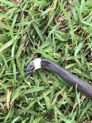 Cacophis harriettae