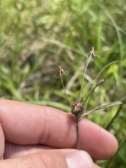 Cyperus retrofractus