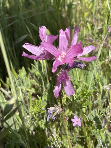 iNaturalist observation photo of checkerbloom