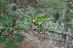 Aceria trichophila