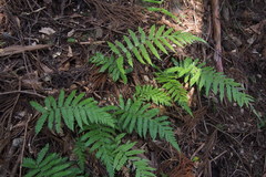 Leptogramma mollissima