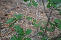 Aceria trichophila