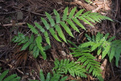 Leptogramma mollissima