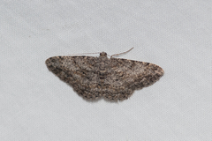 Psilalcis isombra