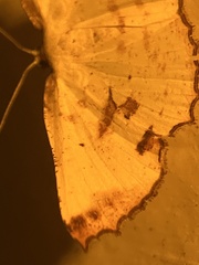 Corymica