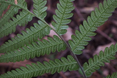Leptogramma mollissima