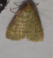 Hypsopygia nostralis