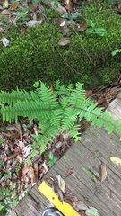 Polystichum subtripteron