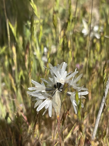 iNaturalist observation photo of Blow Wives