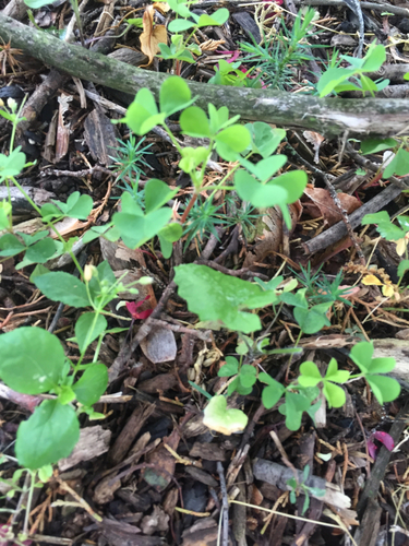 photo of Woodsorrels (Oxalis)