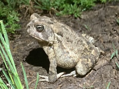 Anaxyrus