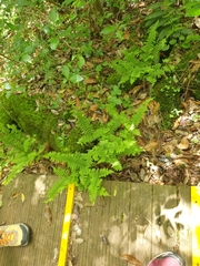 Polystichum tripteron